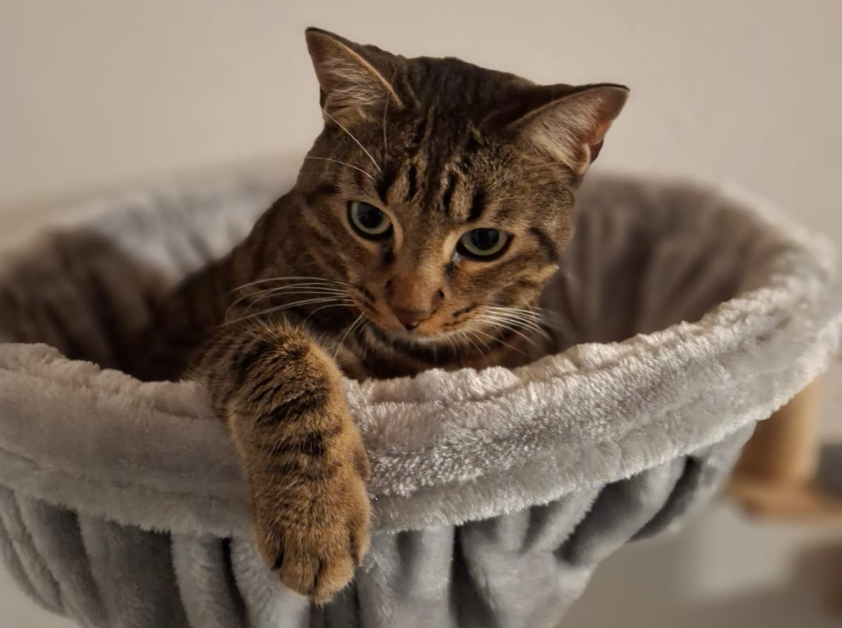 Pensione per gatti Ticino - Gatto felice a La Casina Ronco sopra Ascona