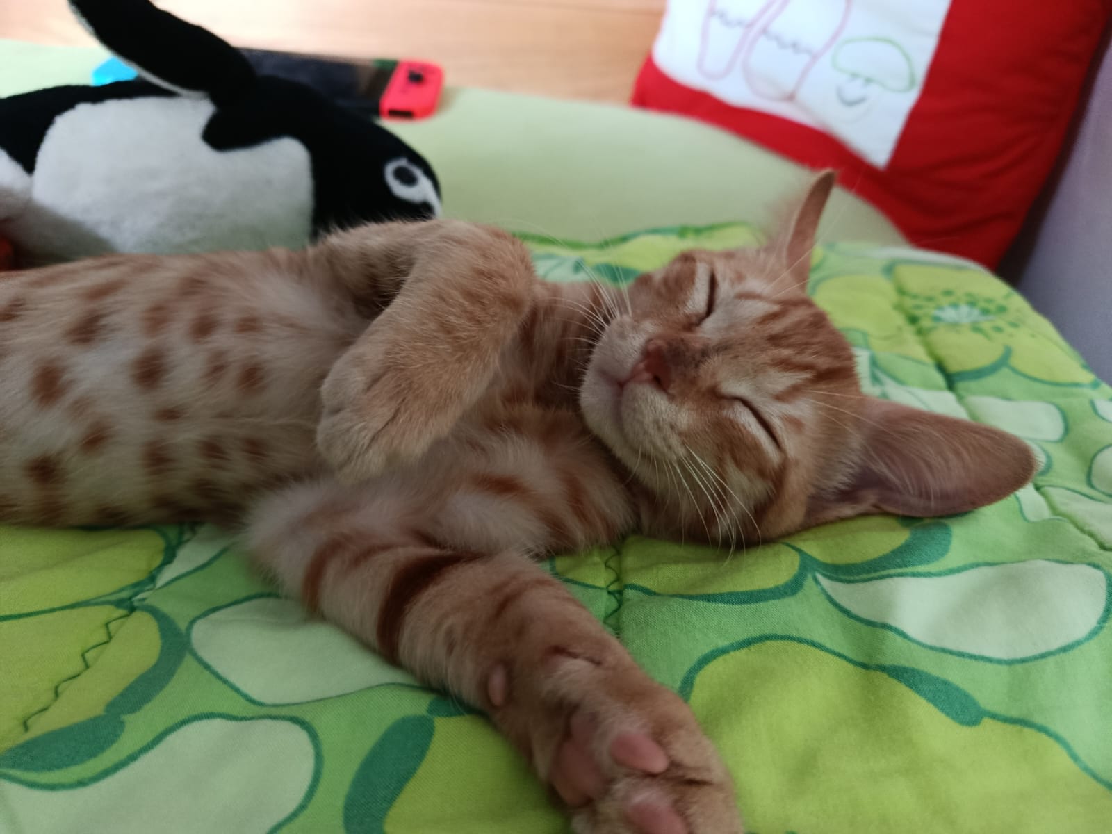 Orange bengal cat relaxing