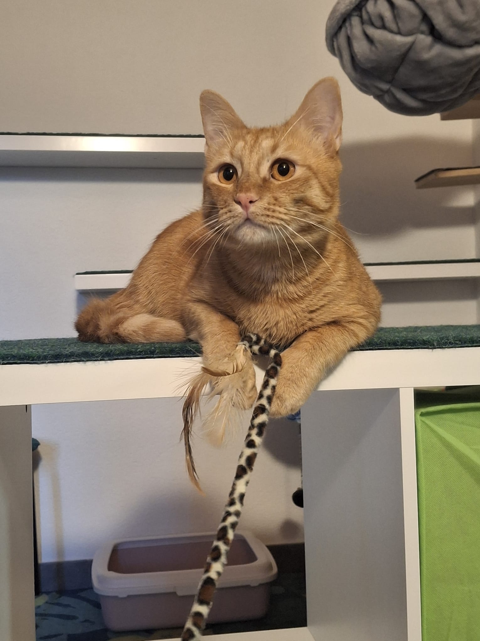 Playful orange cat