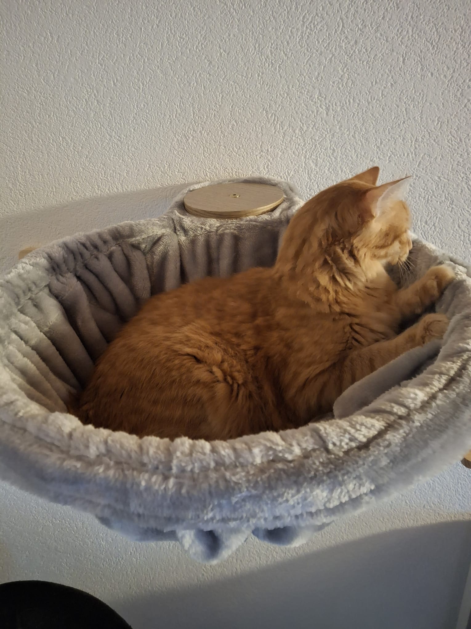 Cat in bed
