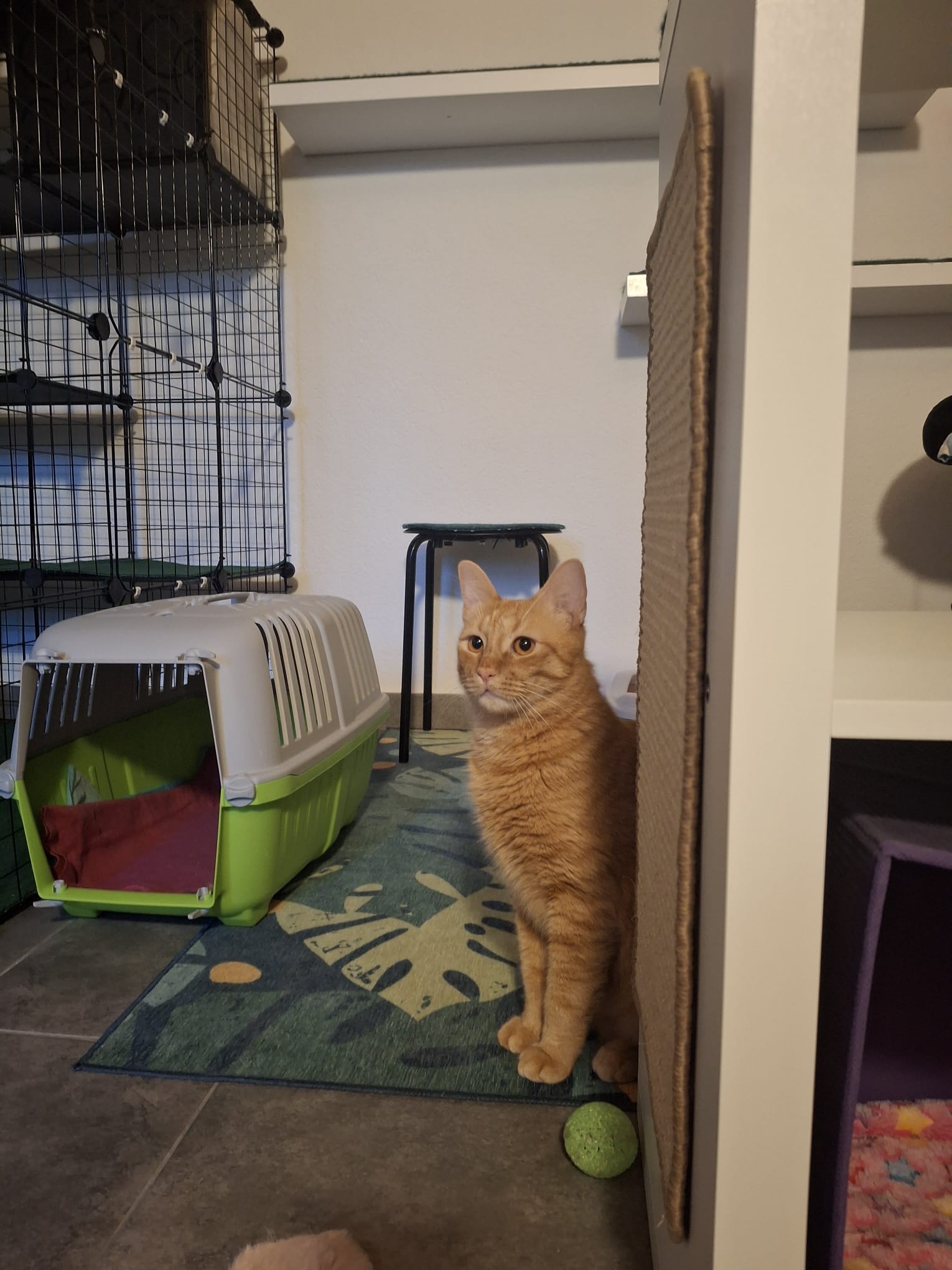 Cat in carrier