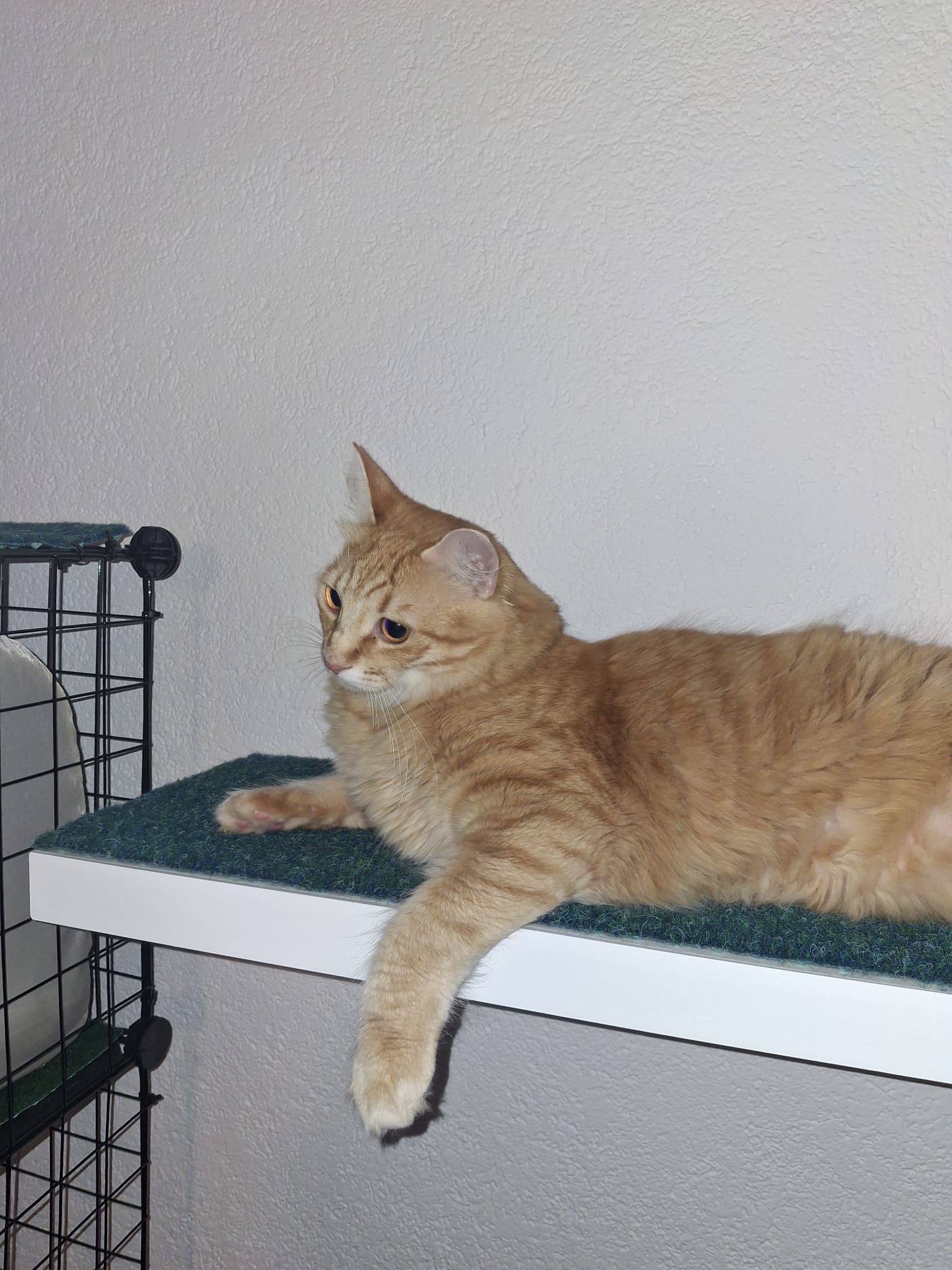 Cat on shelf