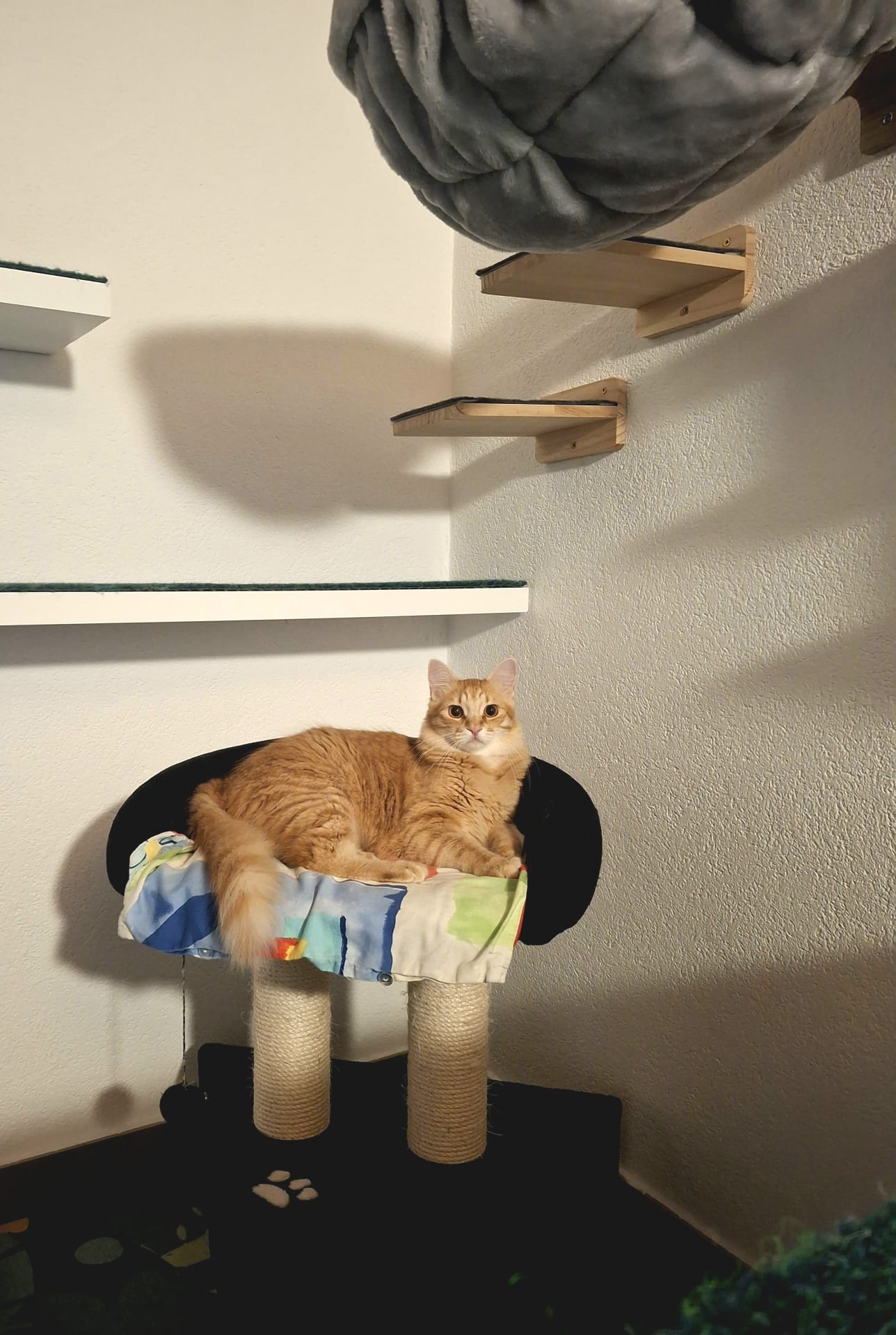 Cat on tree