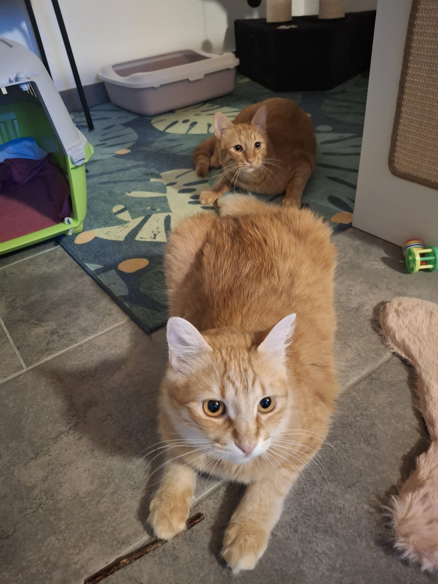 Cats on floor