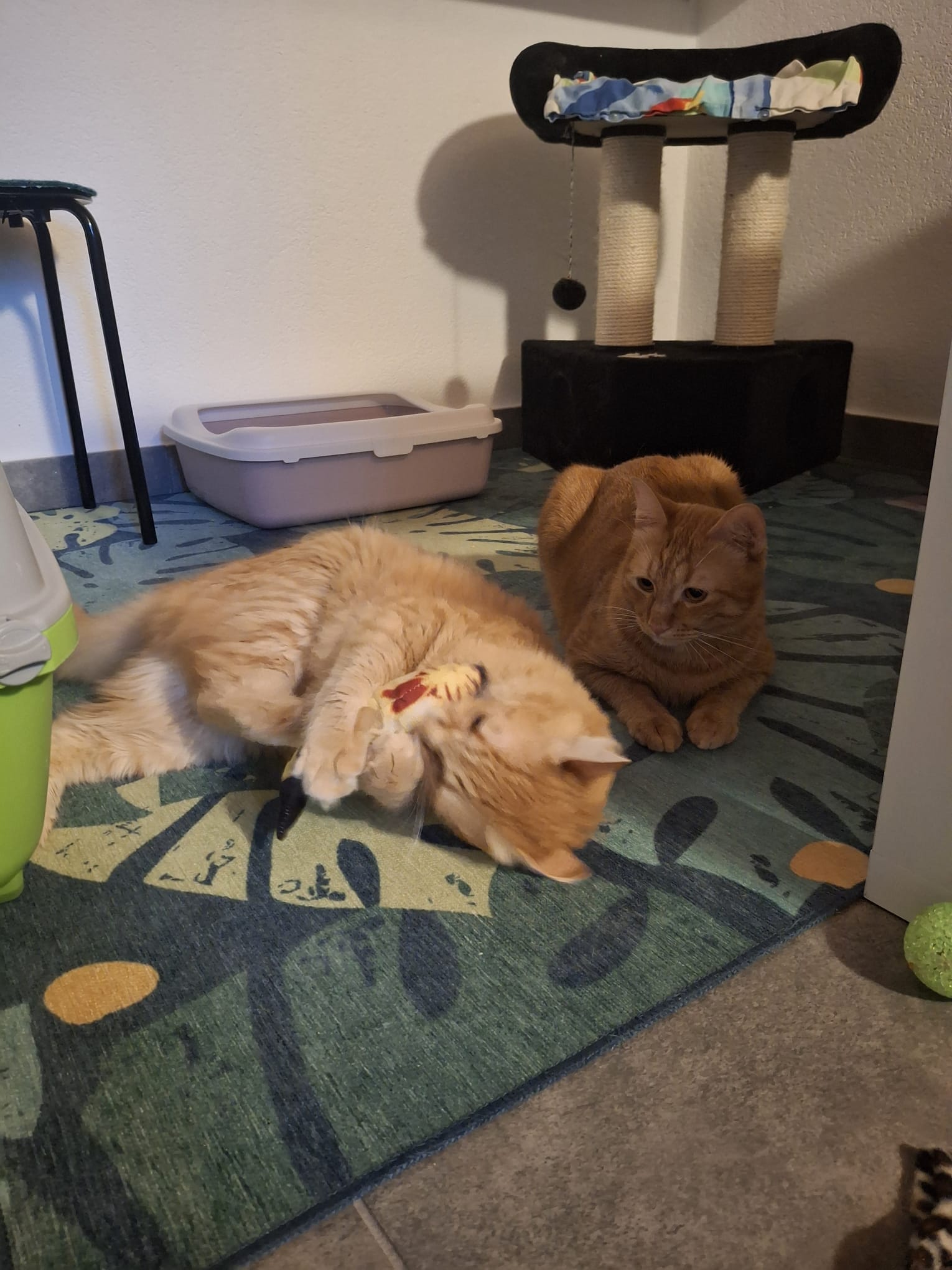 Cats playing