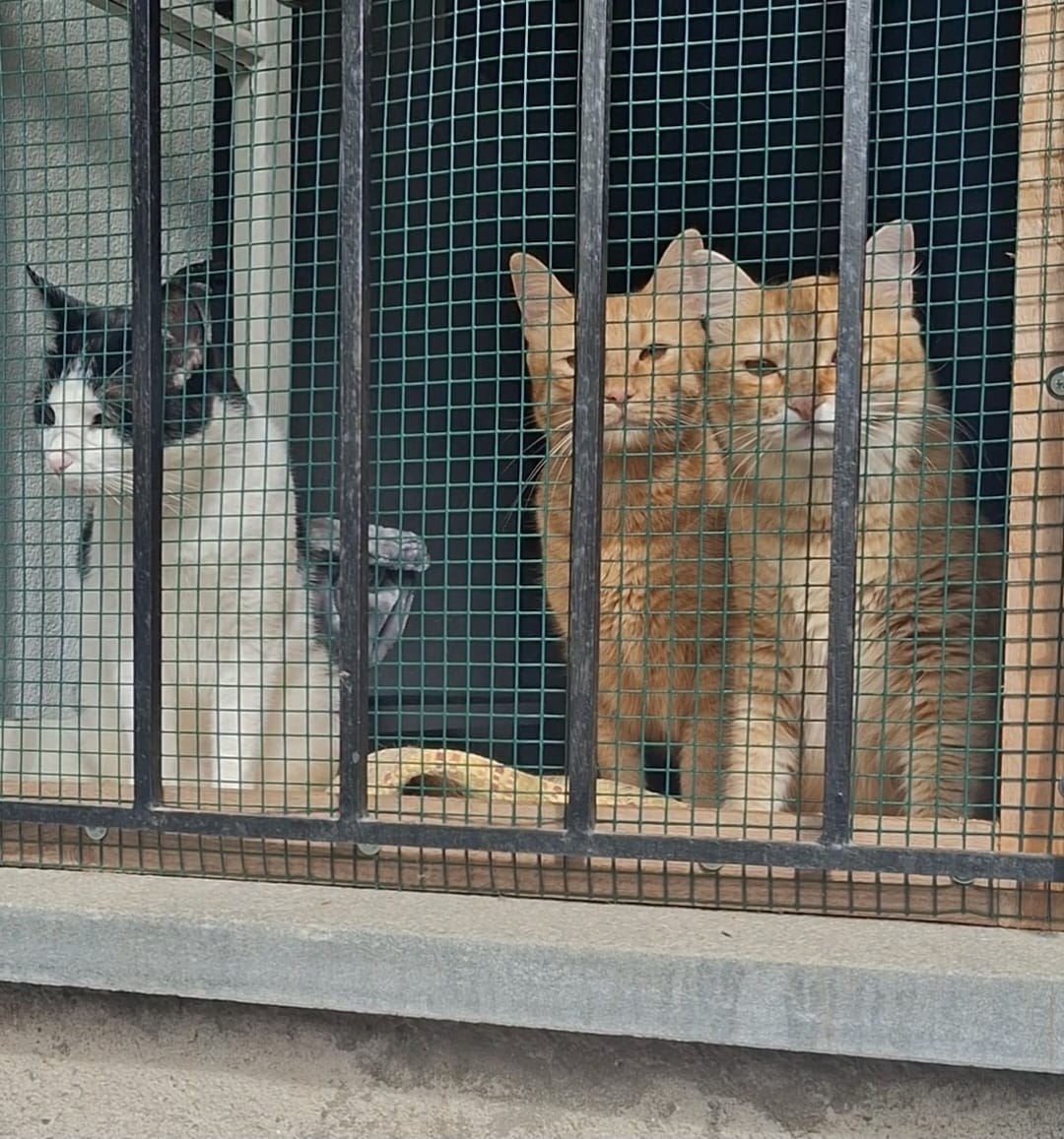 Gatti nell'area esterna - Pensione per gatti Ticino