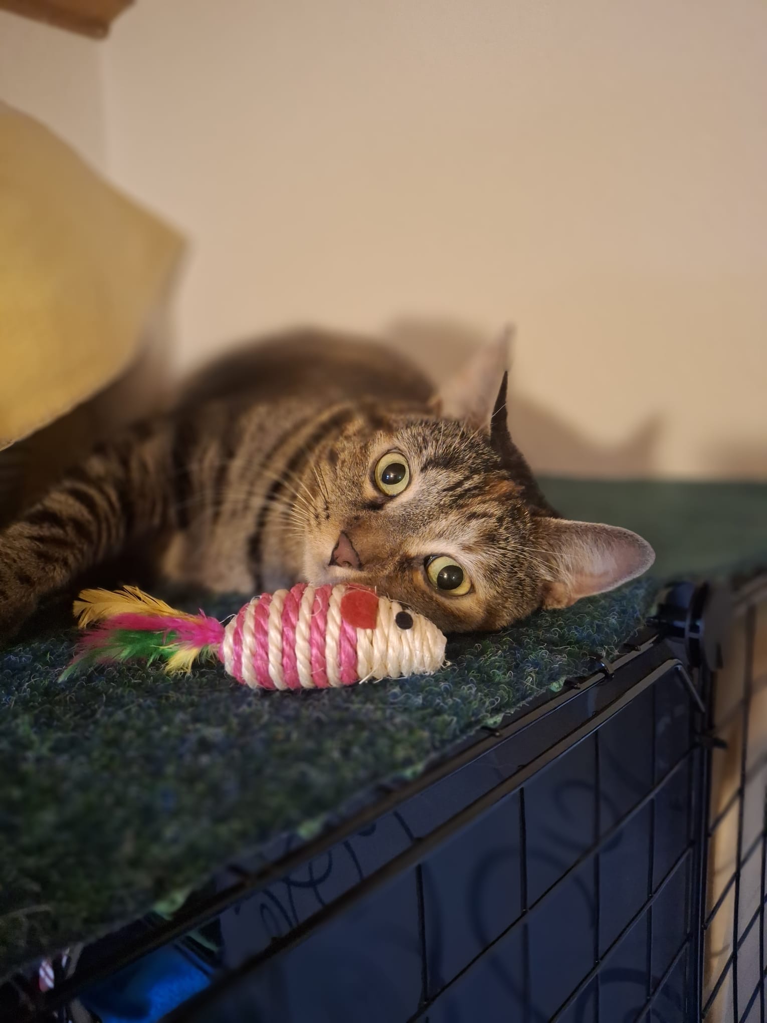 Gatto che gioca - Pensione per gatti Ascona