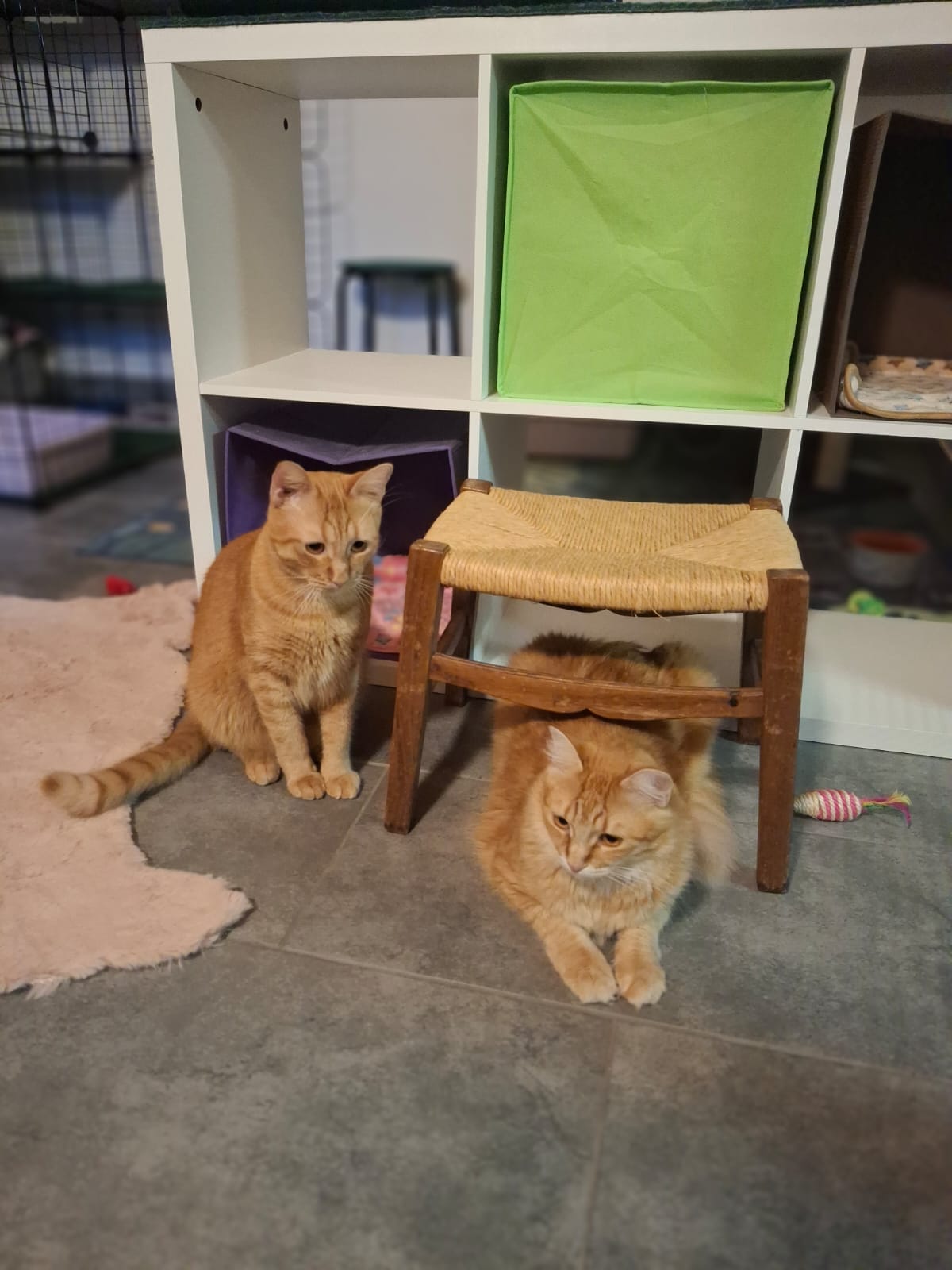 Pensione gatti Ticino - Servizi professionali con assistente veterinaria a Ronco sopra Ascona